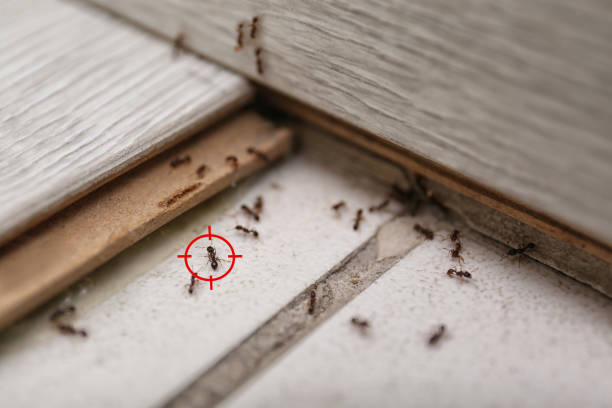 Best Bed Bug Extermination  in Hawthorn Woods, IL