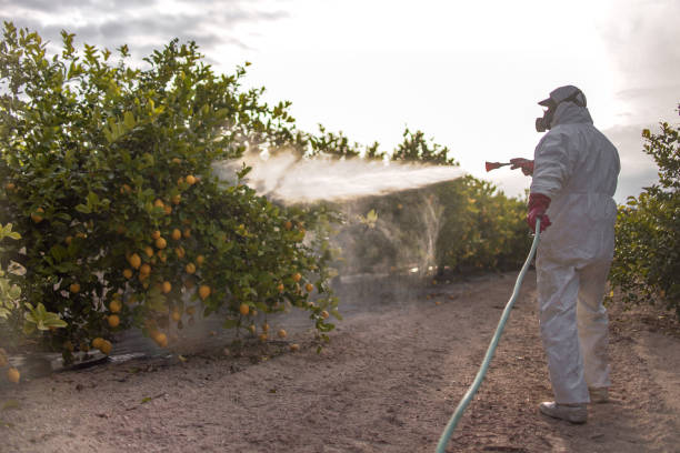 Best Termite Control Services  in Hawthorn Woods, IL
