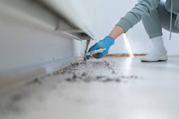 Best Wasp Removal Services  in Hawthorn Woods, IL
